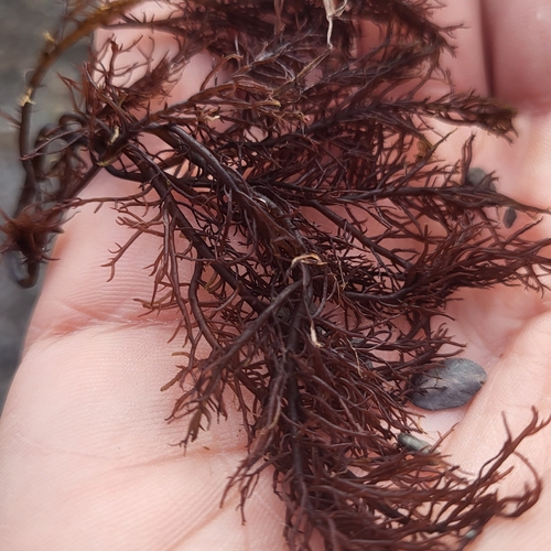 Cystoclonium purpureum observed 2023-07-06