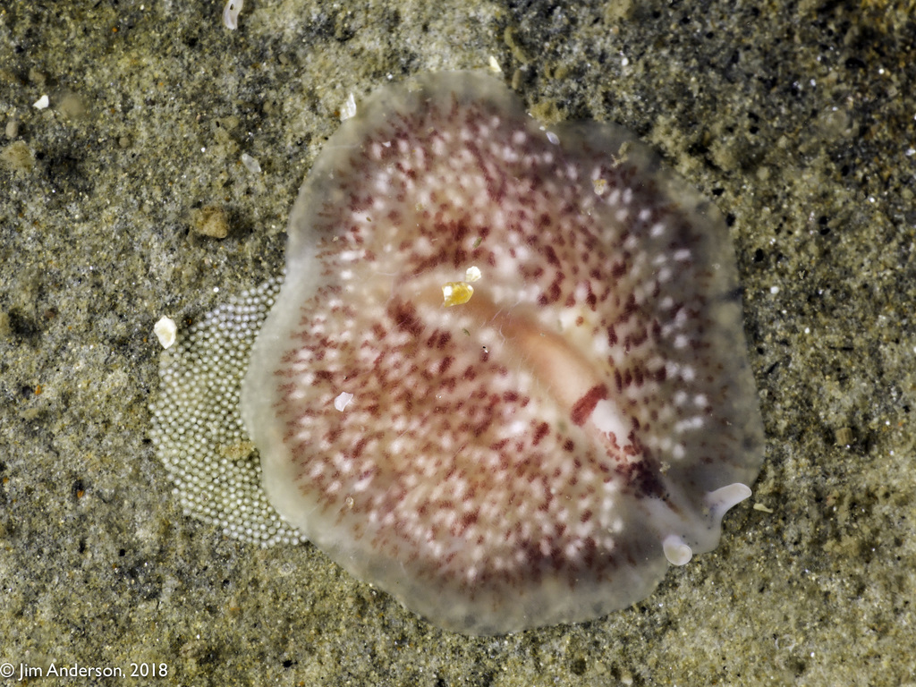Oligocladus sanguinolentus