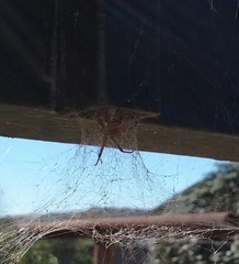 Latrodectus geometricus