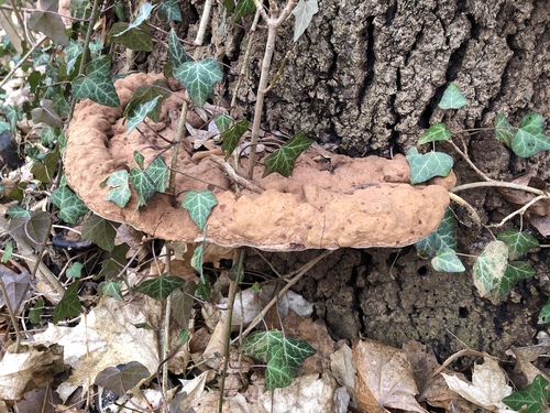 Ganoderma adspersum
