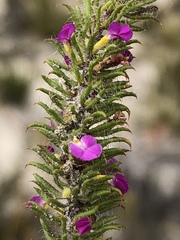 Muraltia ciliaris