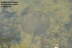 Potamotrygon motoro