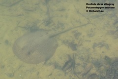 Potamotrygon motoro
