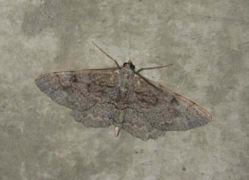 Mottled Beauty photo 5