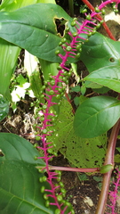 Phytolacca rivinoides image