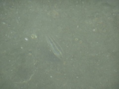 Parapristipoma trilineatum