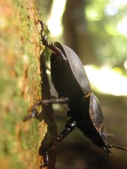 Apterodorcus bacchus
