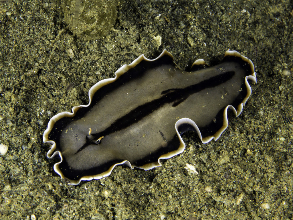 Callioplana
