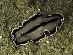 Callioplana marginata