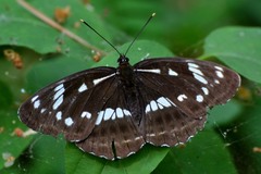 Limenitis helmanni