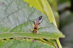 Sceliphron fistularium