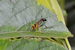 Sceliphron fistularium