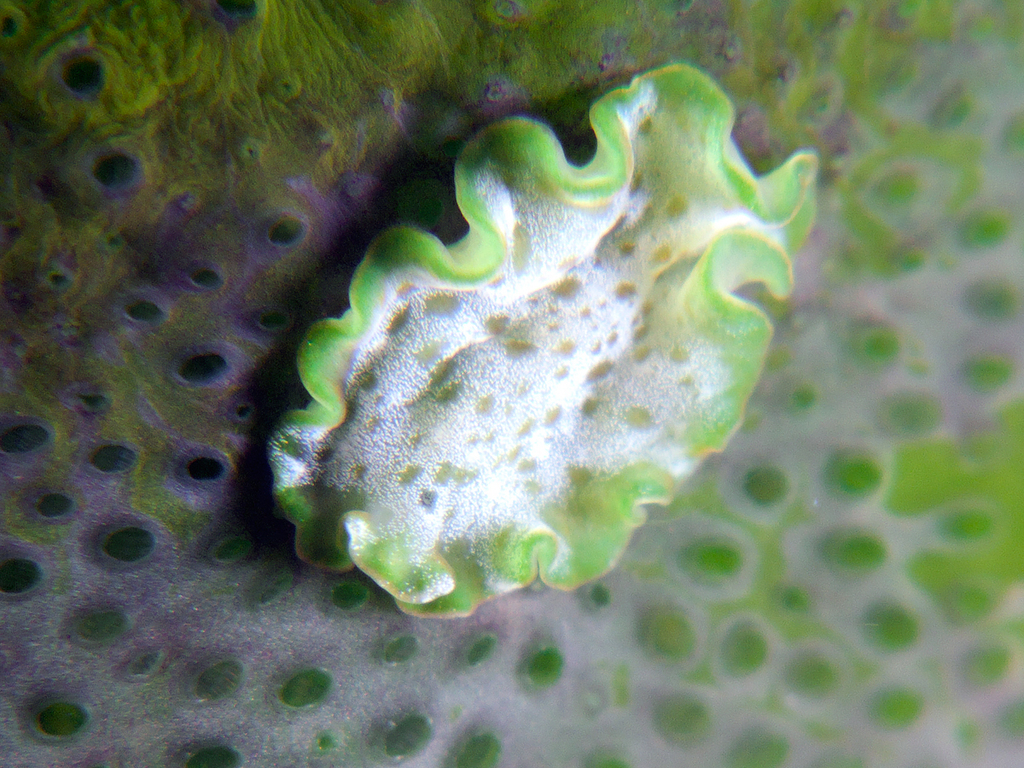 Ascidiophilla