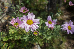 Chrysanthemum sinuatum