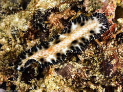 Maritigrella fuscopunctata