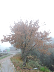 Acer morrisonense