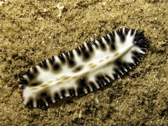 Maritigrella fuscopunctata