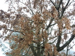 Acer morrisonense