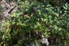 Chrysanthemum sinuatum