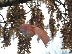 Acer morrisonense