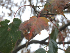 Acer morrisonense