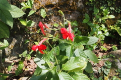 Ruellia elegans