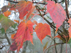 Acer morrisonense