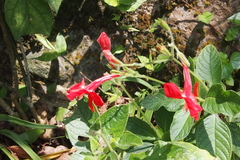 Ruellia elegans