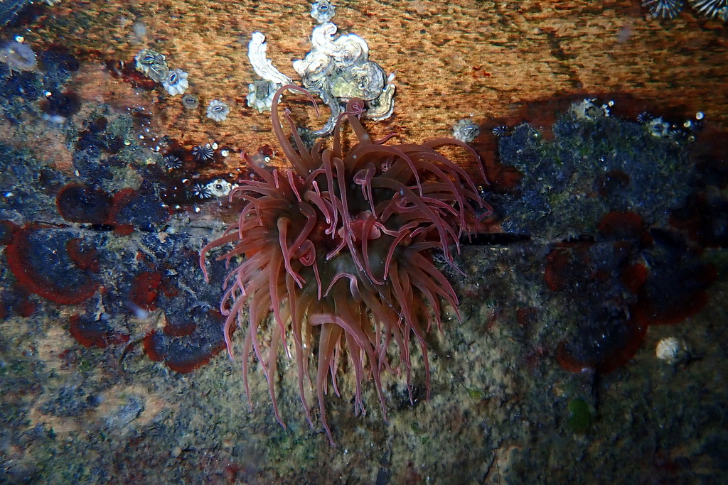 Isanemonia