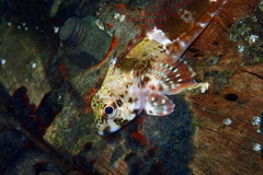 Bovichtus angustifrons