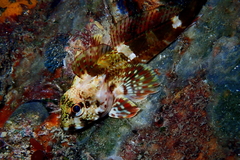 Bovichtus angustifrons