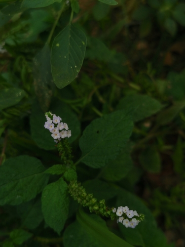Indian Heliotrope