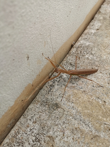 Tenodera aridifolia
