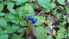 Coccocypselum herbaceum