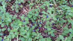 Coccocypselum herbaceum