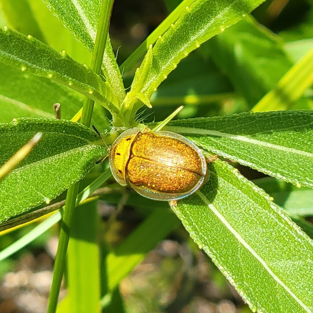 Sunflower Tortoise Beetle in July 2023 by Davis Harder · iNaturalist