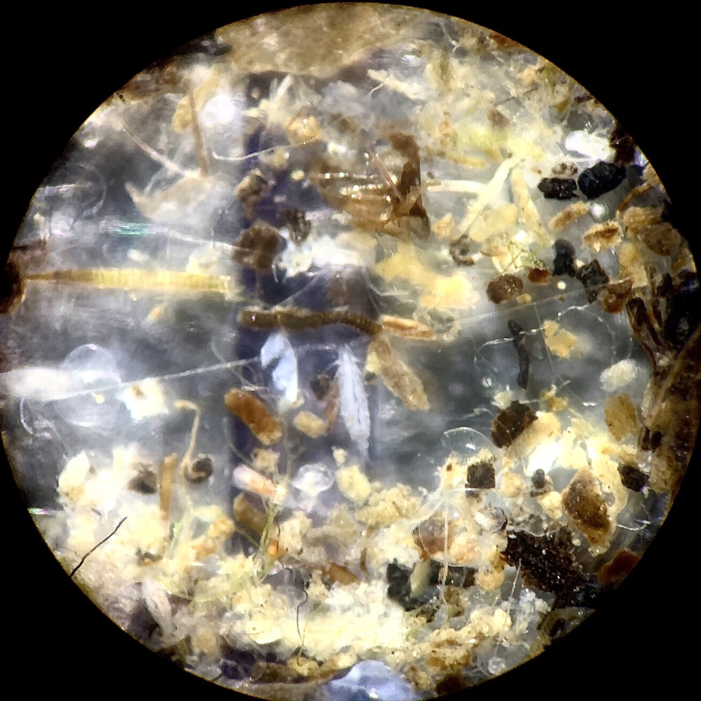 Mecynocera