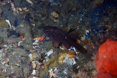Vincentia conspersa
