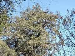 Chamaecyparis formosensis