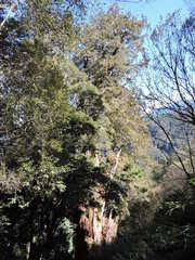 Chamaecyparis formosensis