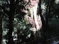 Chamaecyparis formosensis