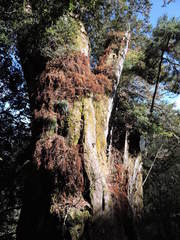 Chamaecyparis formosensis