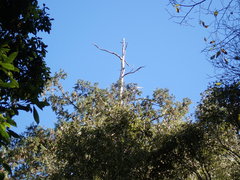 Chamaecyparis formosensis