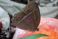 Mycalesis horsfieldi