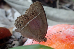 Mycalesis horsfieldi