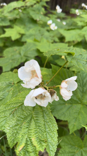 iNaturalist observation 2023-07-06