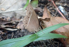 Mycalesis horsfieldi