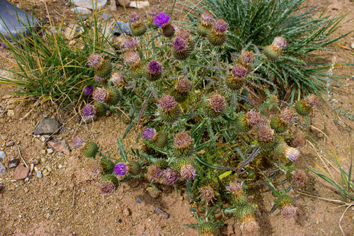 Ancathia igniaria (Spreng.) DC.