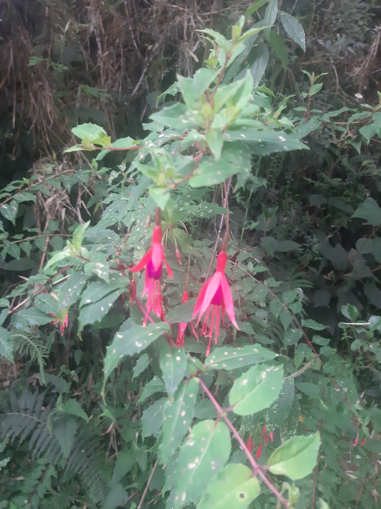 Fuchsia magellanica image