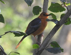 Cossypha natalensis natalensis